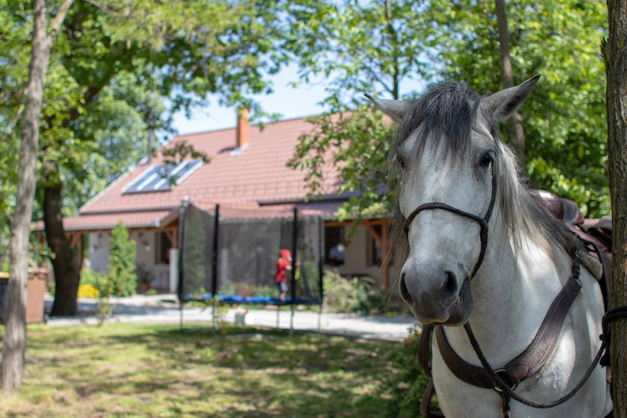 Toelgyfa Vendeghaz Hotel Kiskoros Bagian luar foto